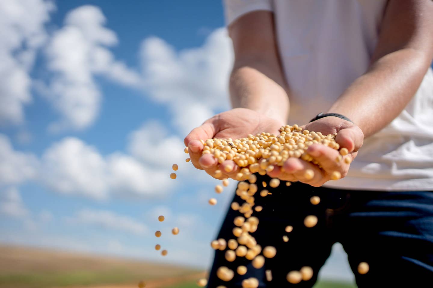 Person in a field with arms in front, letting whole grains sift through their fingers